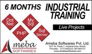 6 Months Training + Project Certificate By Ameba